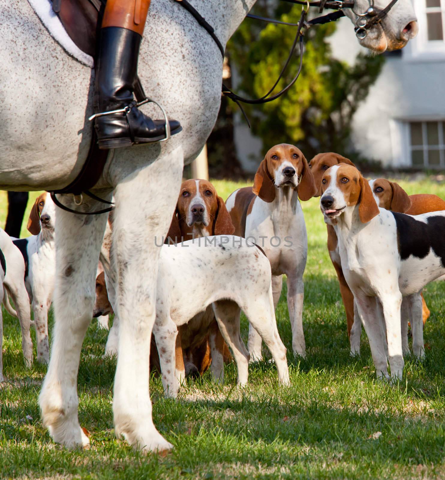 Dogs of the Middleburg Hunt after traditional December parade down main street of Middleburg, Virginia snapping at the legs of a horse