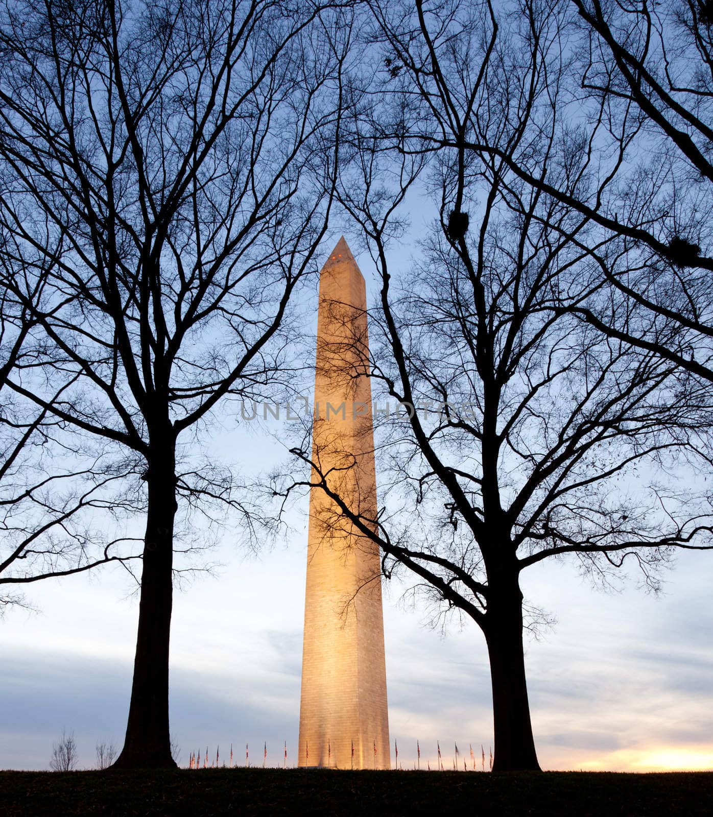 Washington Monument in DC at dusk as the sun is setting and tower is illuminated and silhouetted behind trees