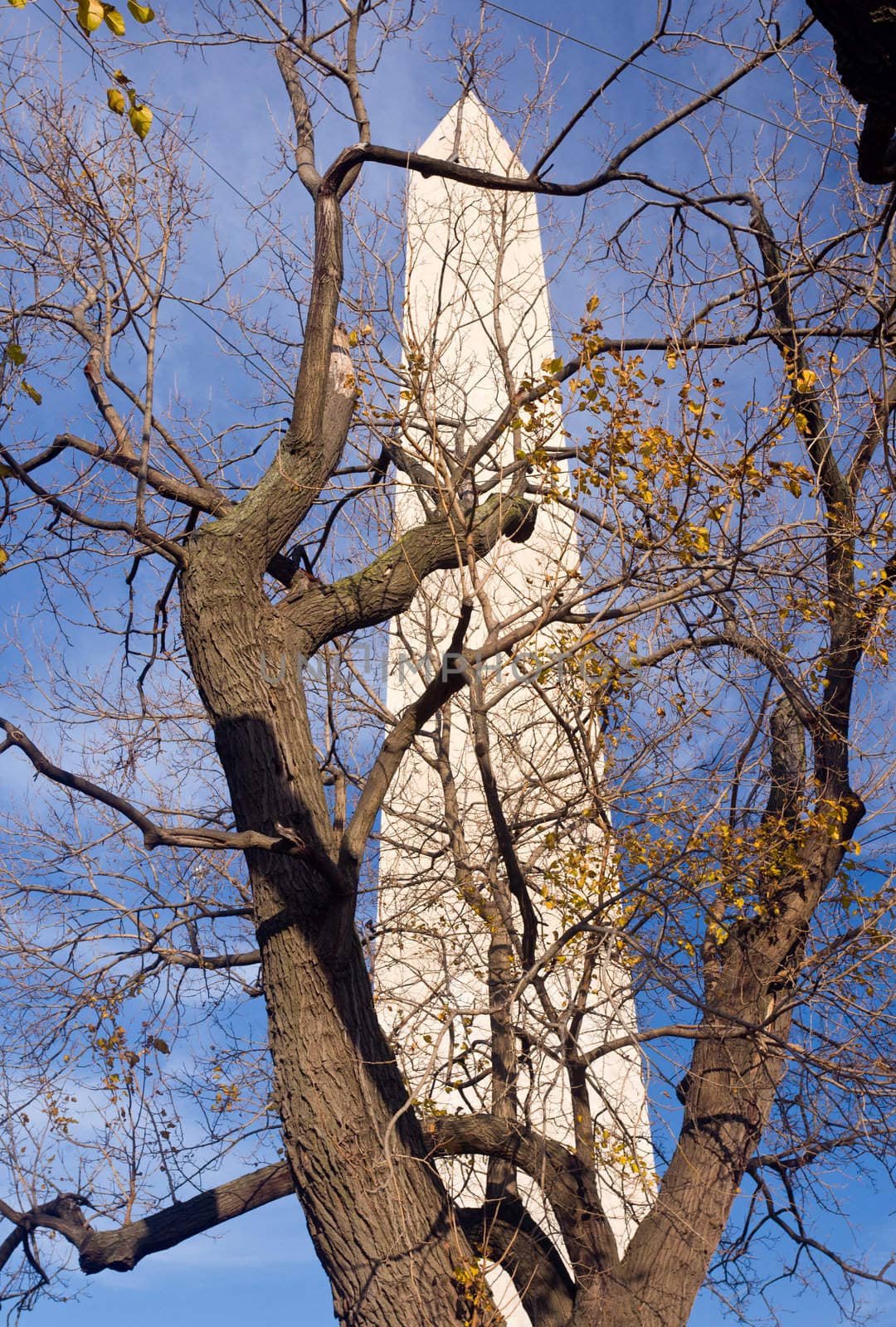 Washington Monument in DC on a clear winter day behind old branches of tree on the Mall