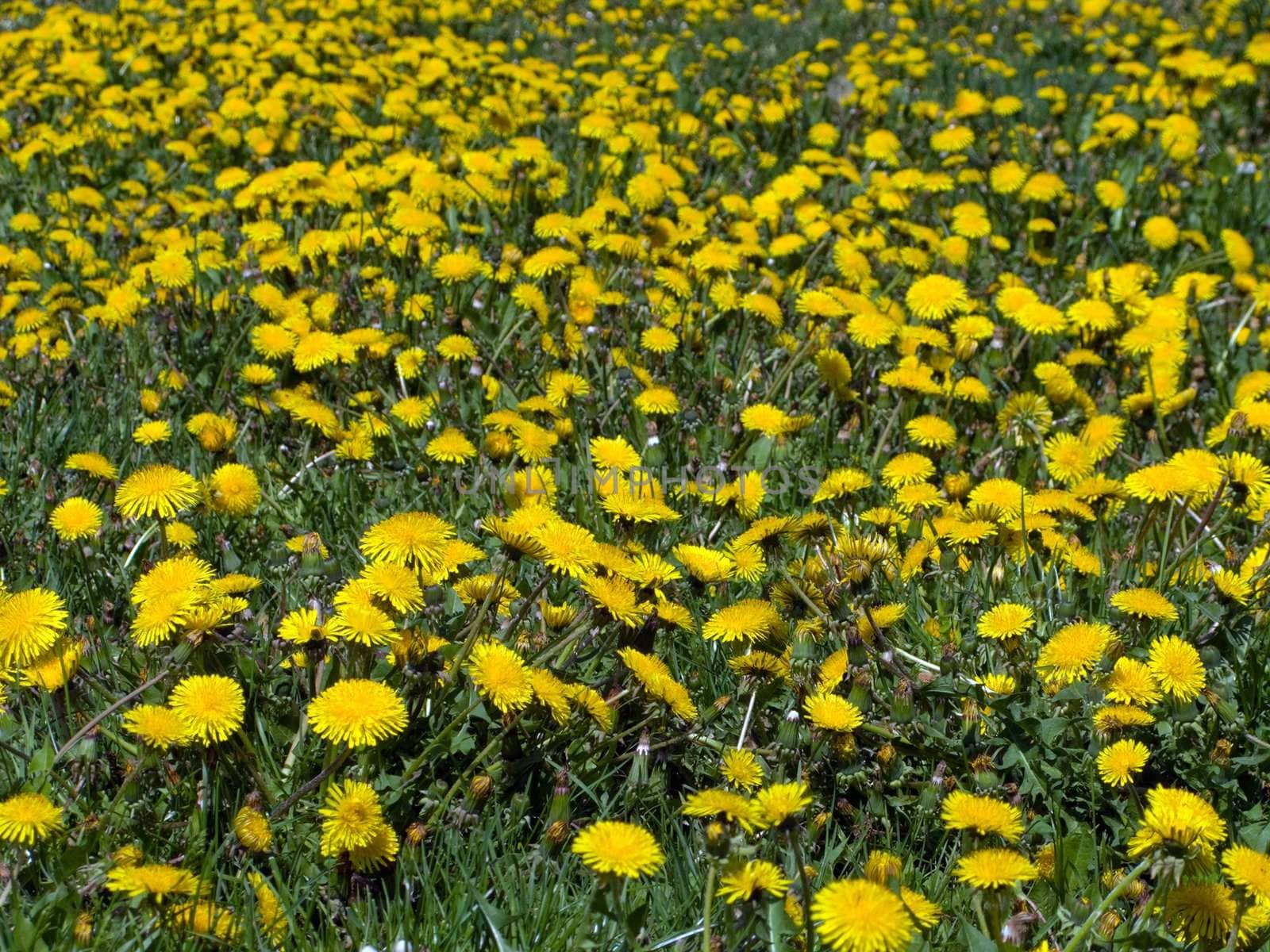 Flower on green nature grass at summer