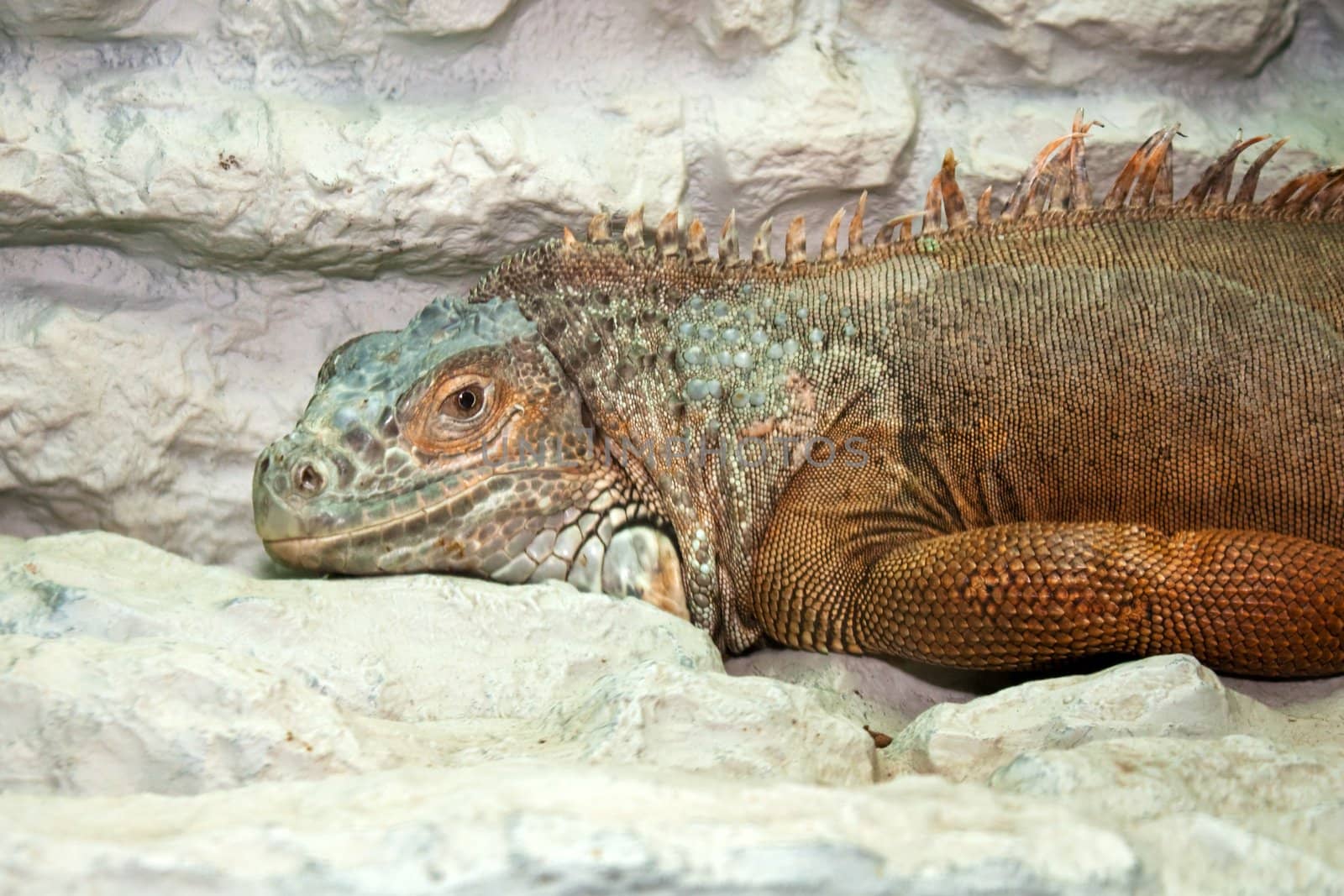 Reptile animal nature wildlife green iguana lizard