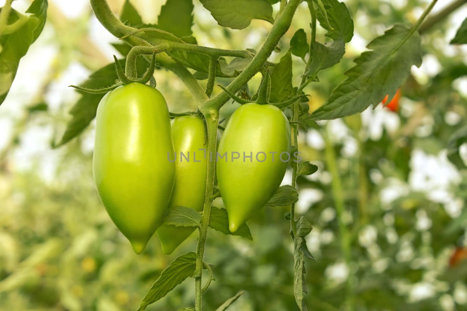 Green oblong tomatoes are growing in the greenhouse