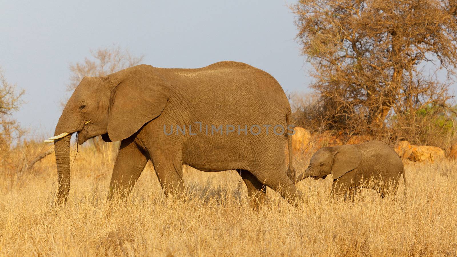 An African elephant (Loxodonta africana) with her calf, Kruger National Park, South Africa.