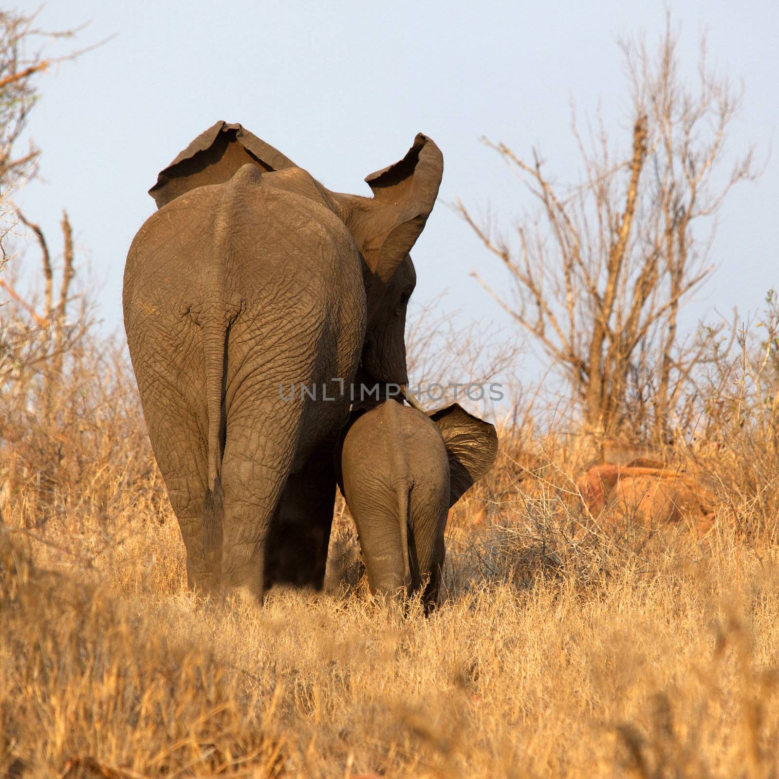 Rear view of an African elephant with her calf, Kruger National Park, South Africa.