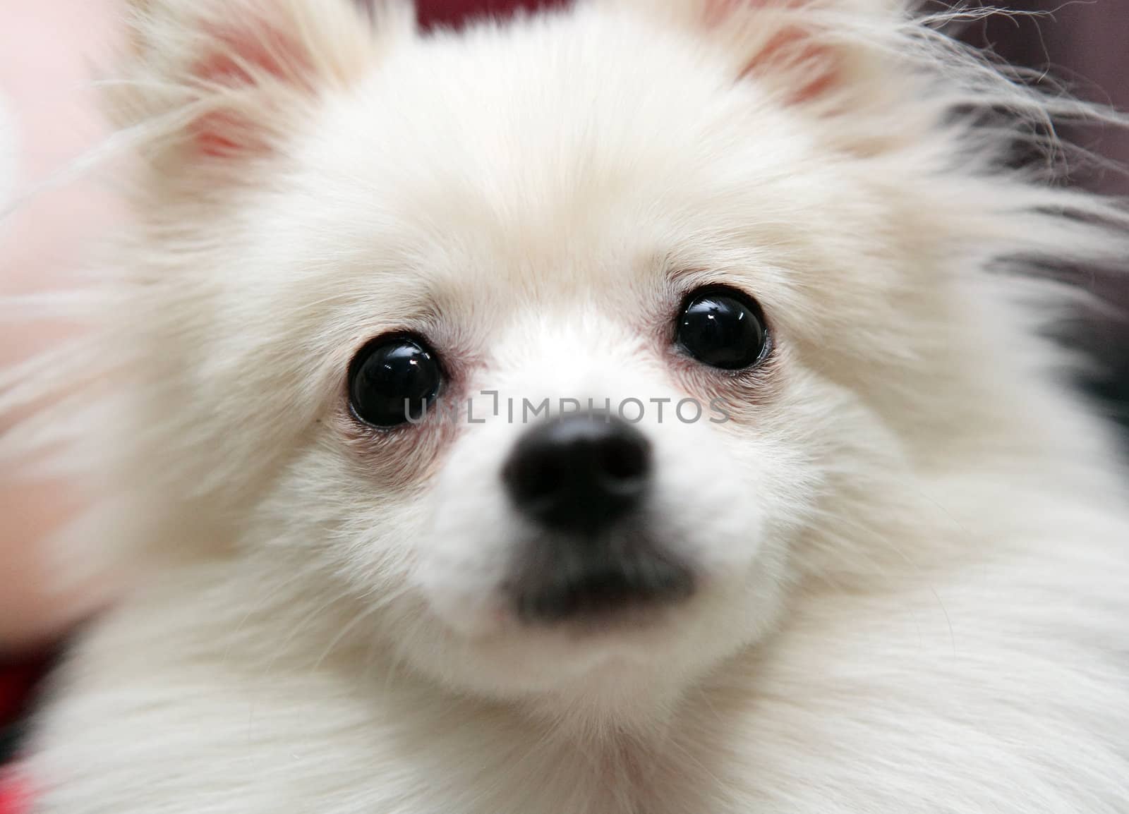 white pomeranian dog