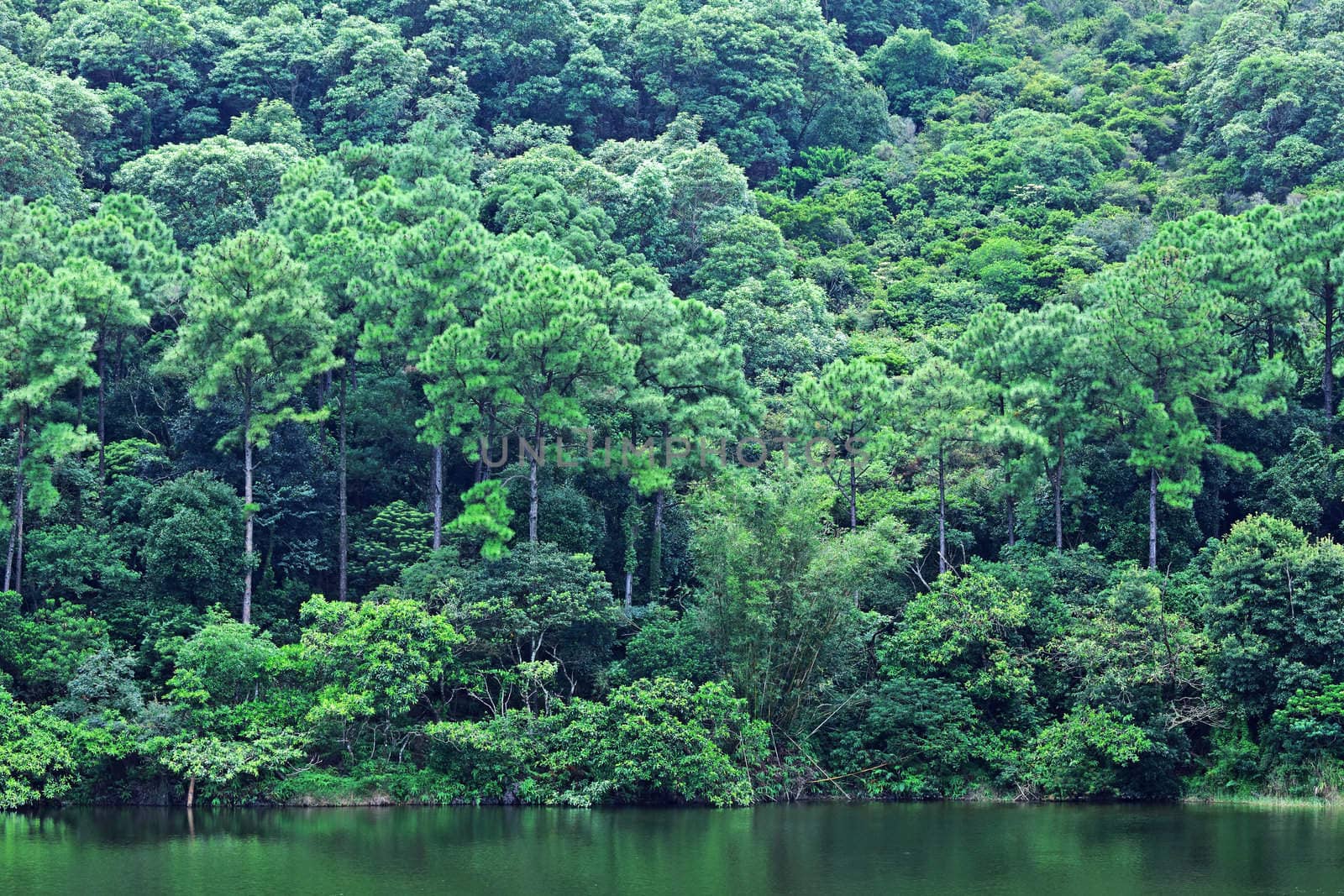 lake with wood
