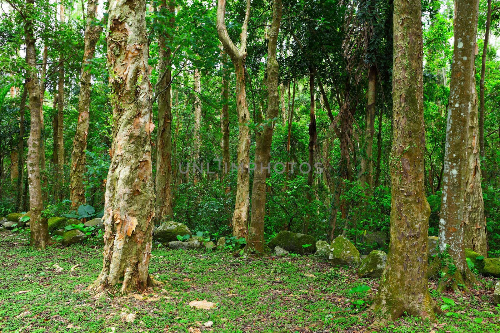 green forest