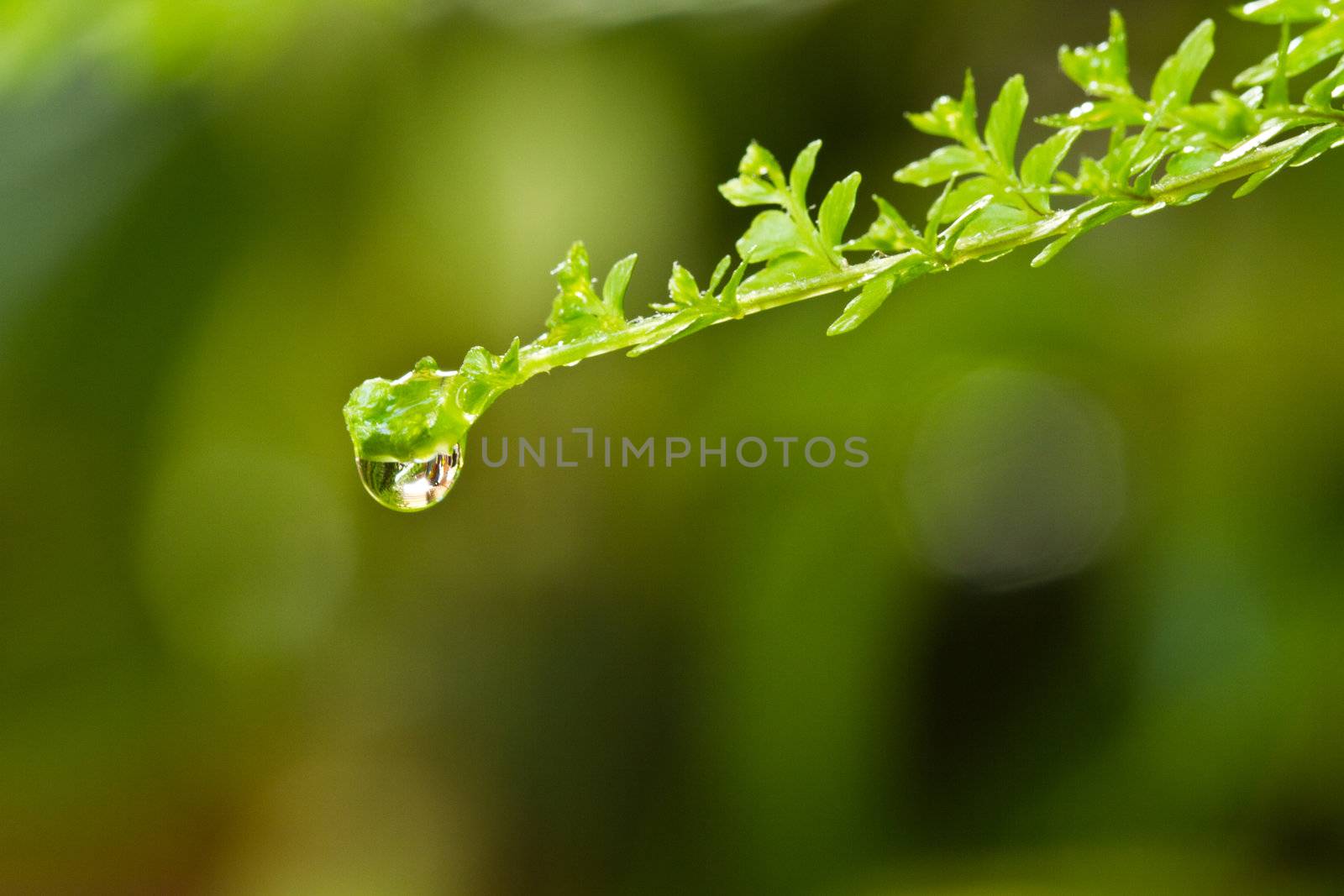 Macro shot of a water droplet hanging on the fern leaf with green bokeh background from surrounding foliage