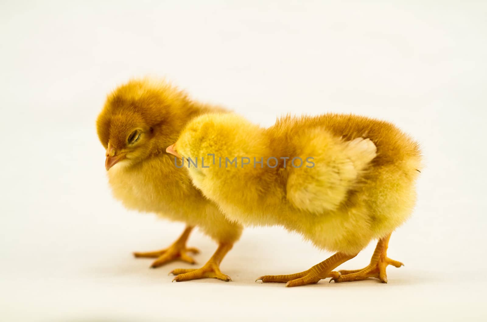 Two baby chicks on a white surface with one pecking on the other