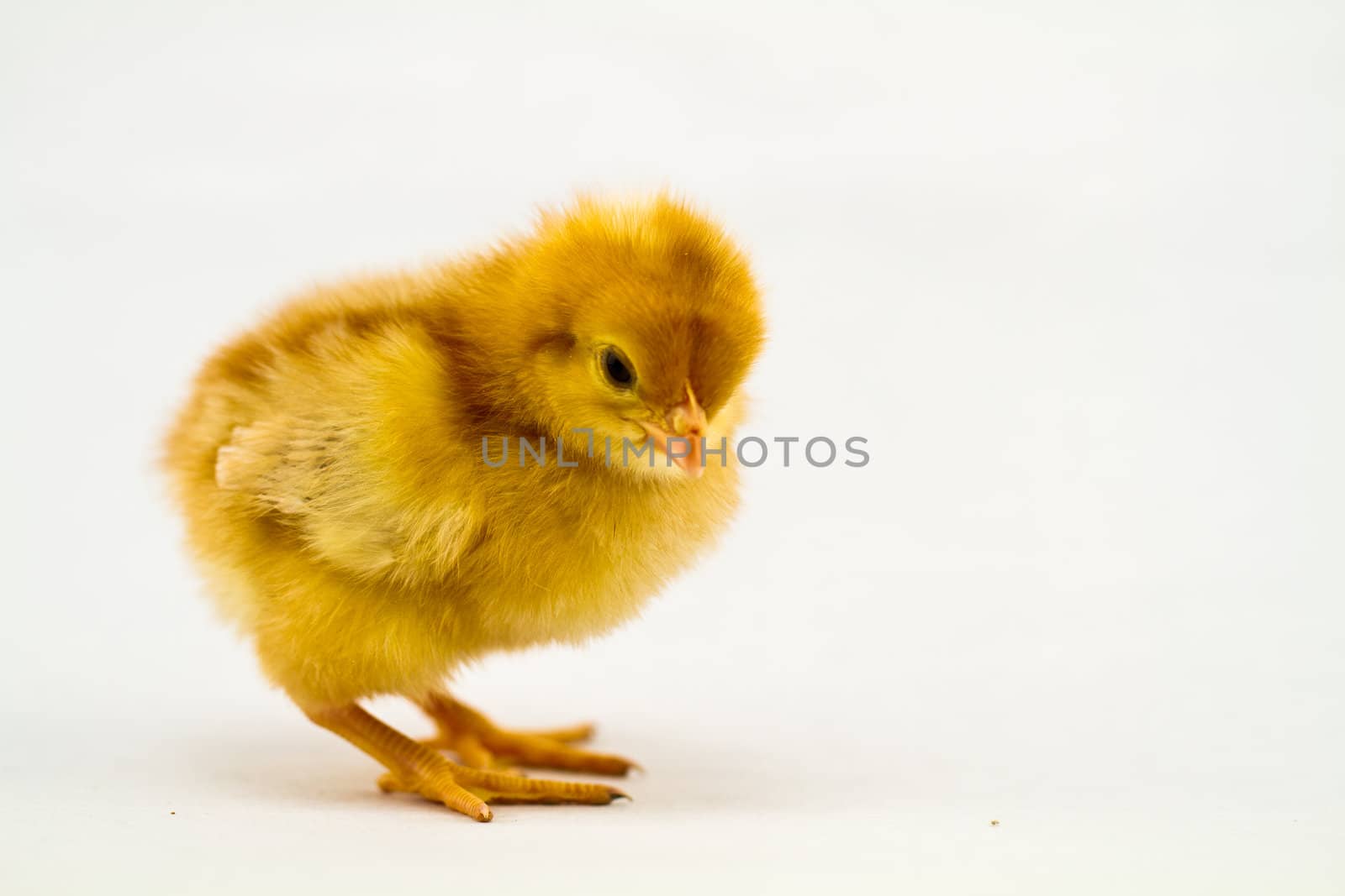 one unhealthy baby chick on a white surface isolated