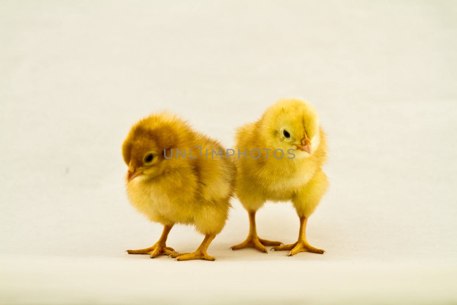 Two chicks leaning  on white surface and background