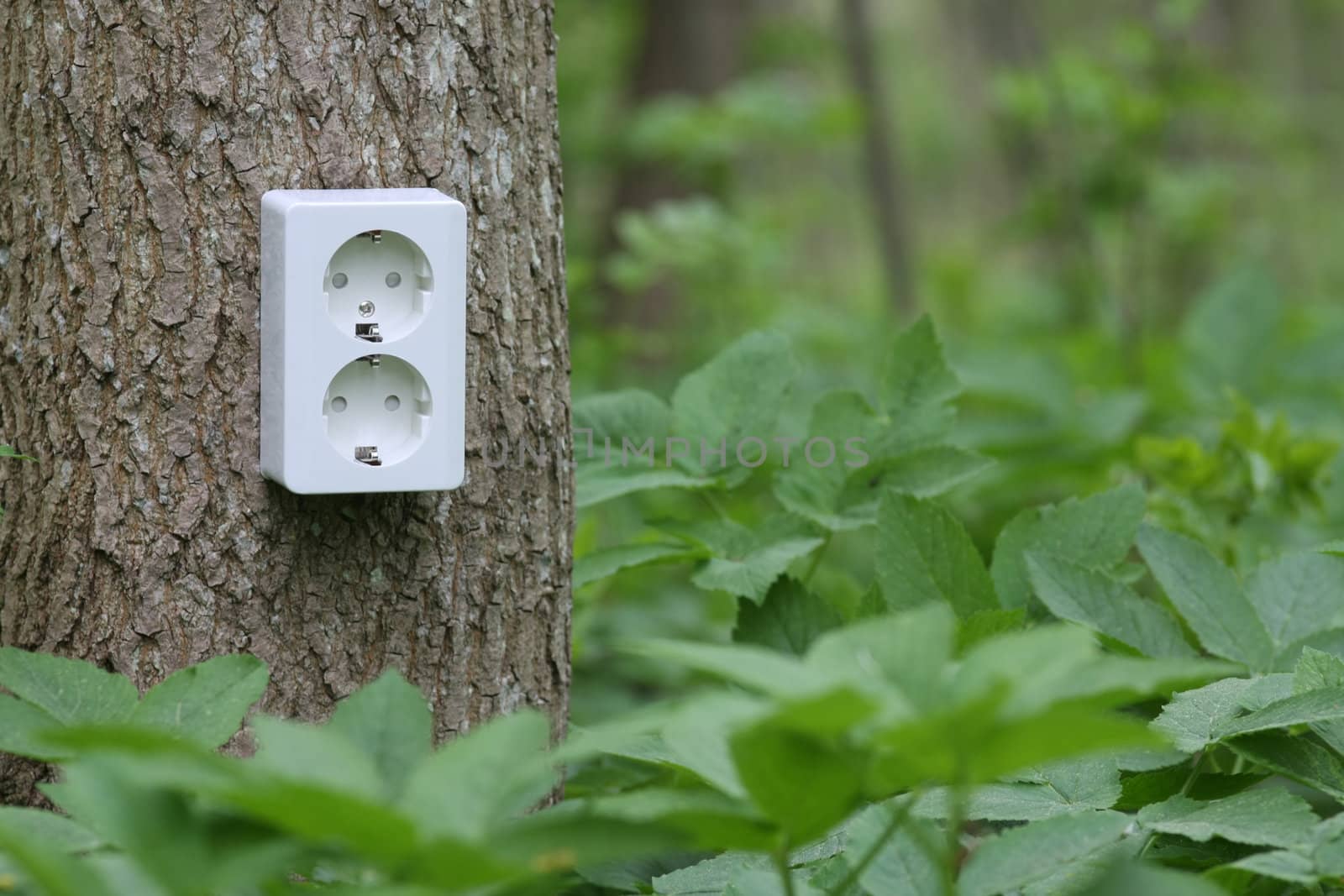 Power socket on tree trunk in the green forest. Symbol for green electricity.