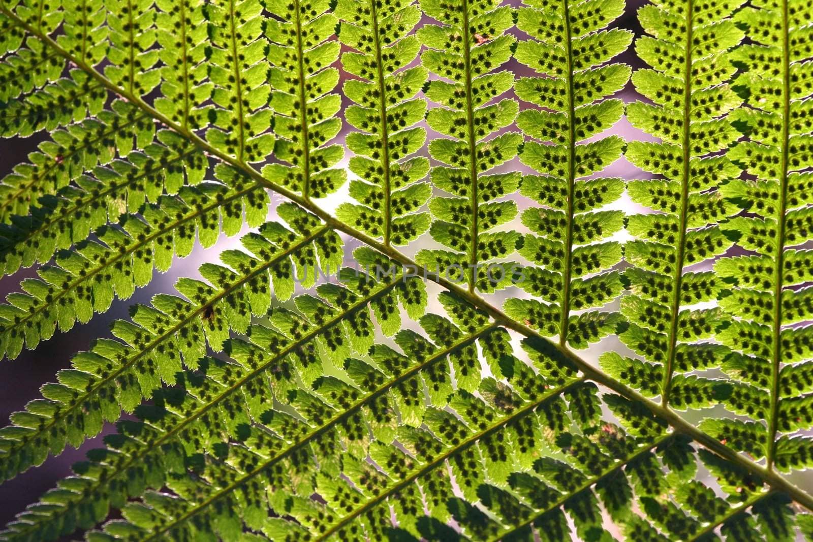 Macro shot of fern leaves with green beautiful pattern.