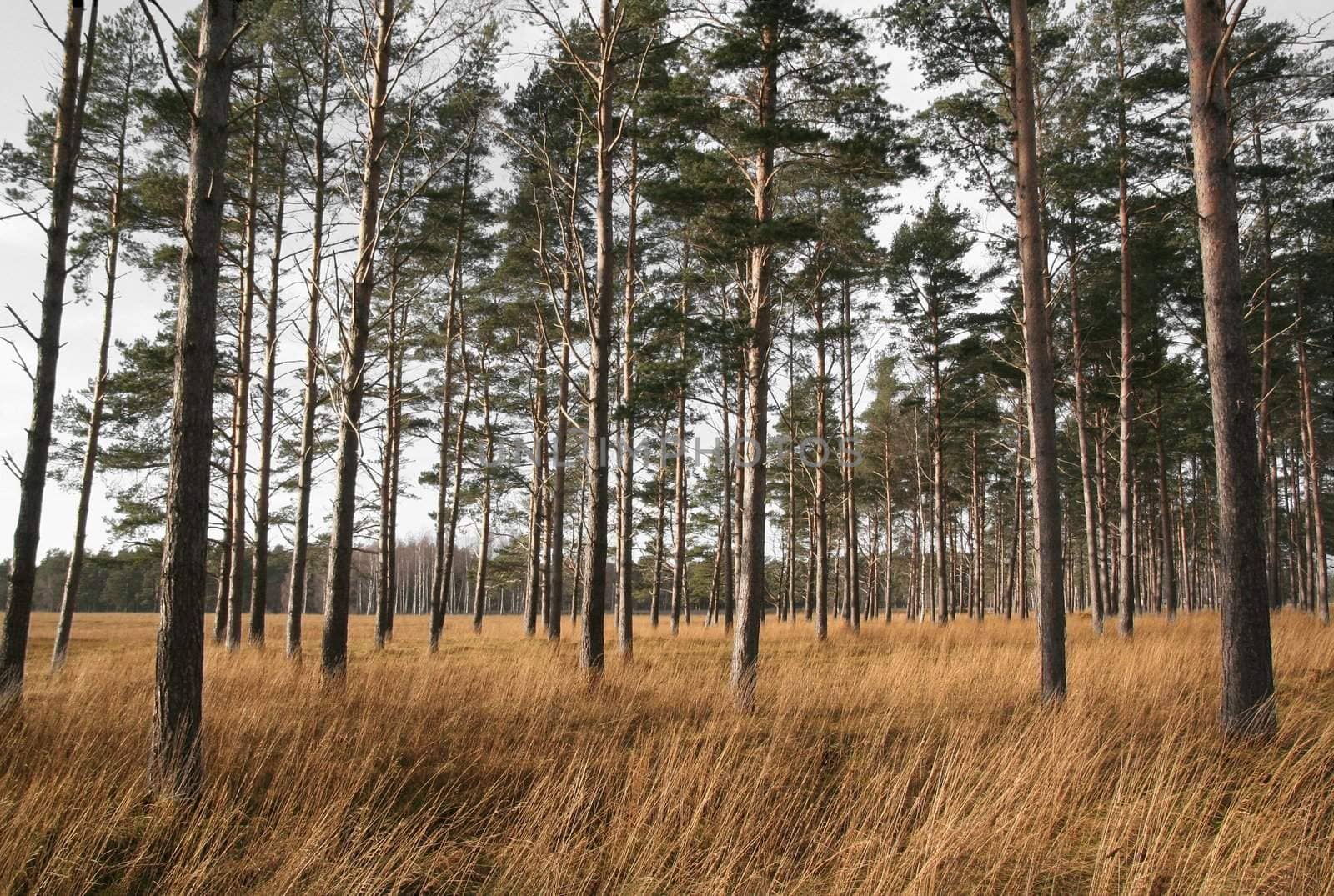 Dry empty landscape of the savannah with pine trees and yellow grass.