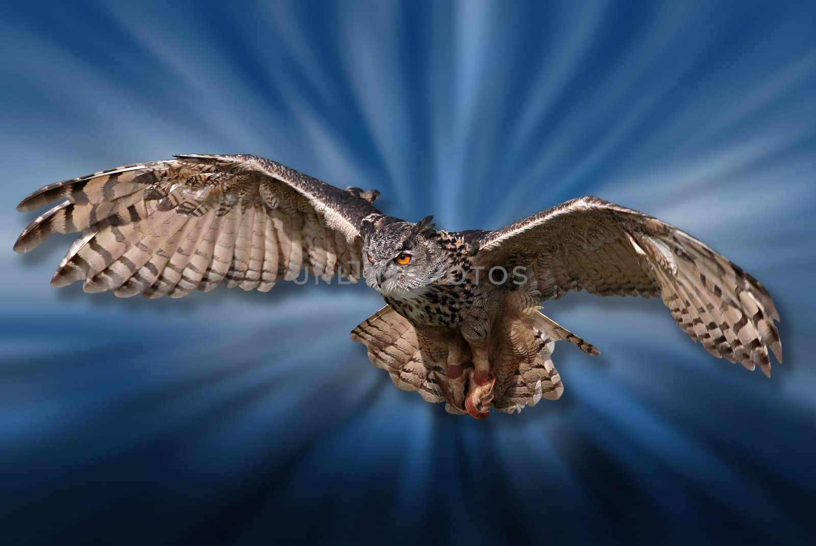 Flying bird of pray isolated on cool motion blur background.