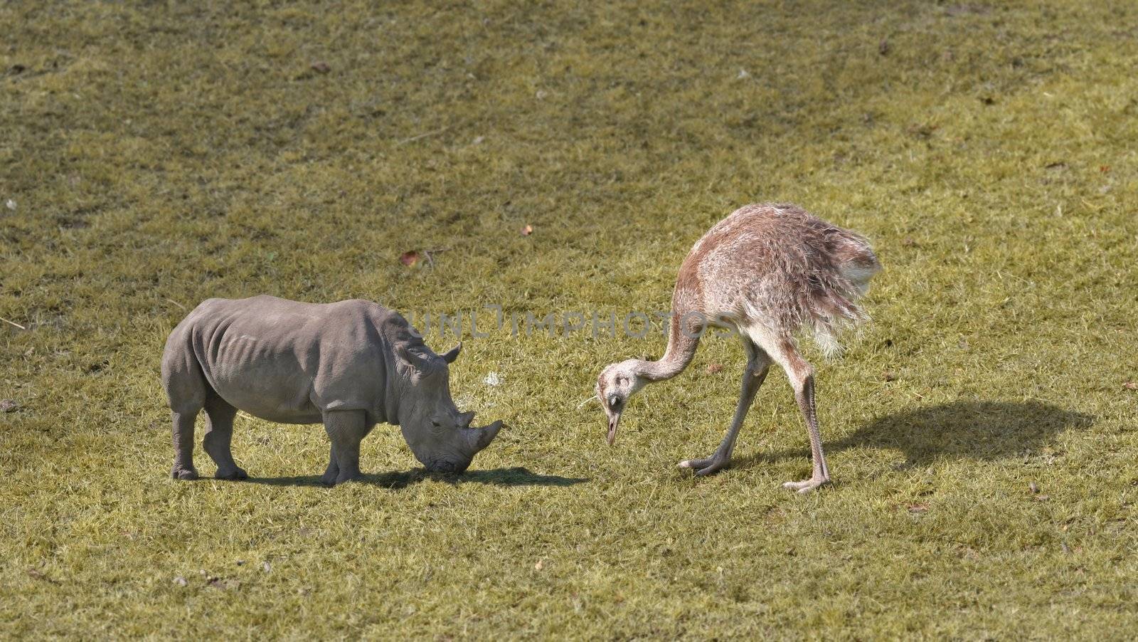 Giant animals grazing on grass.