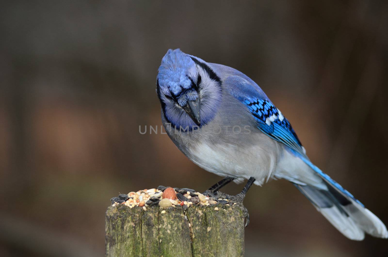 Blue Jay On A Post by brm1949