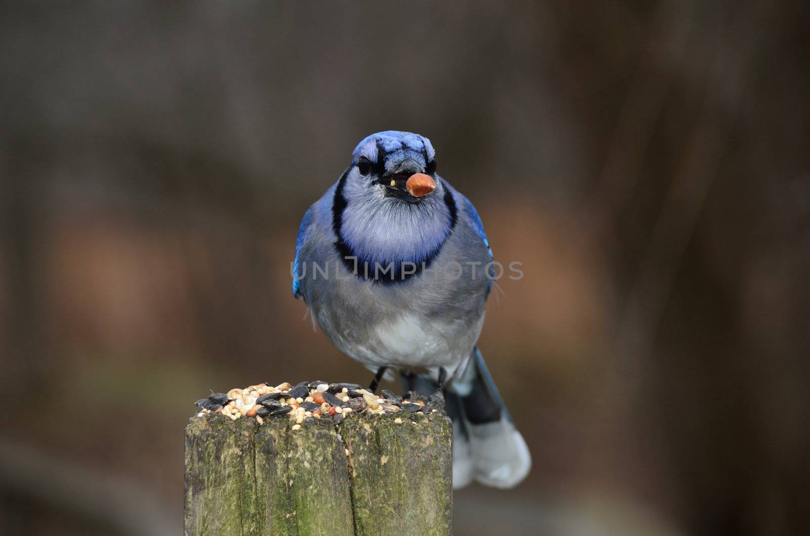 A blue jay perched on a post with bird seed.