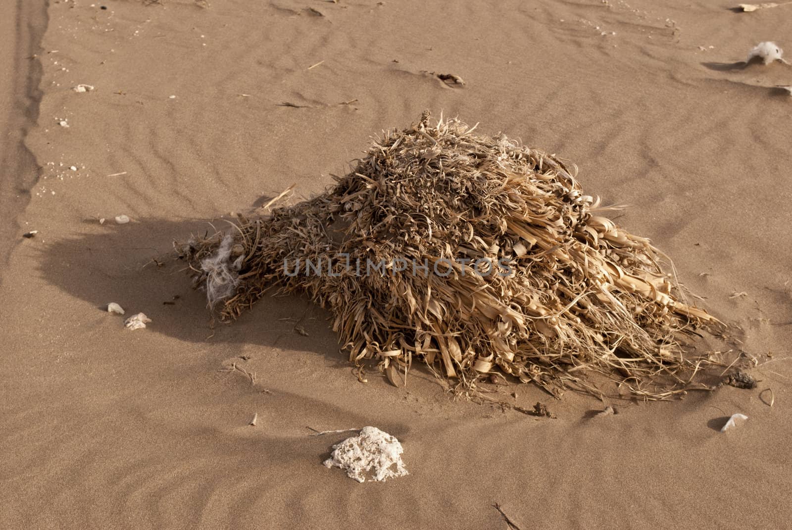 dry shrub in the sand