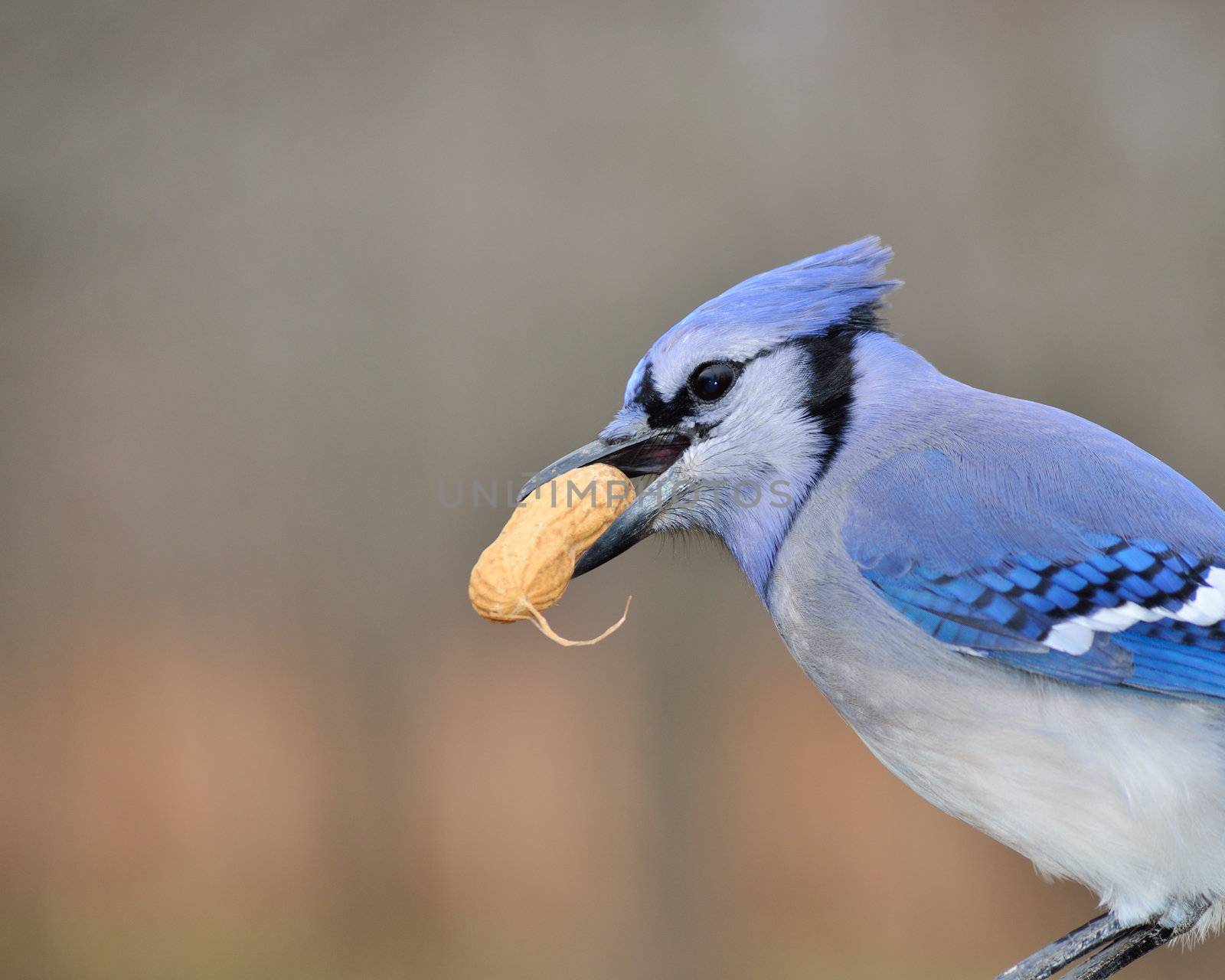 Closeup of a blue jay with a peanut in his beak.