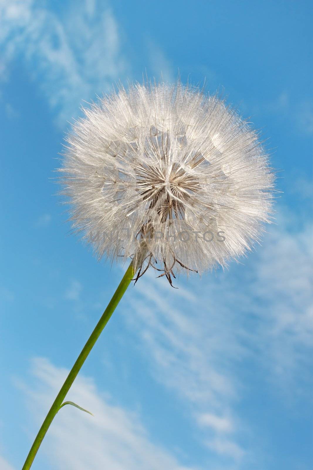 Dandelion against blue sky background with light white clouds