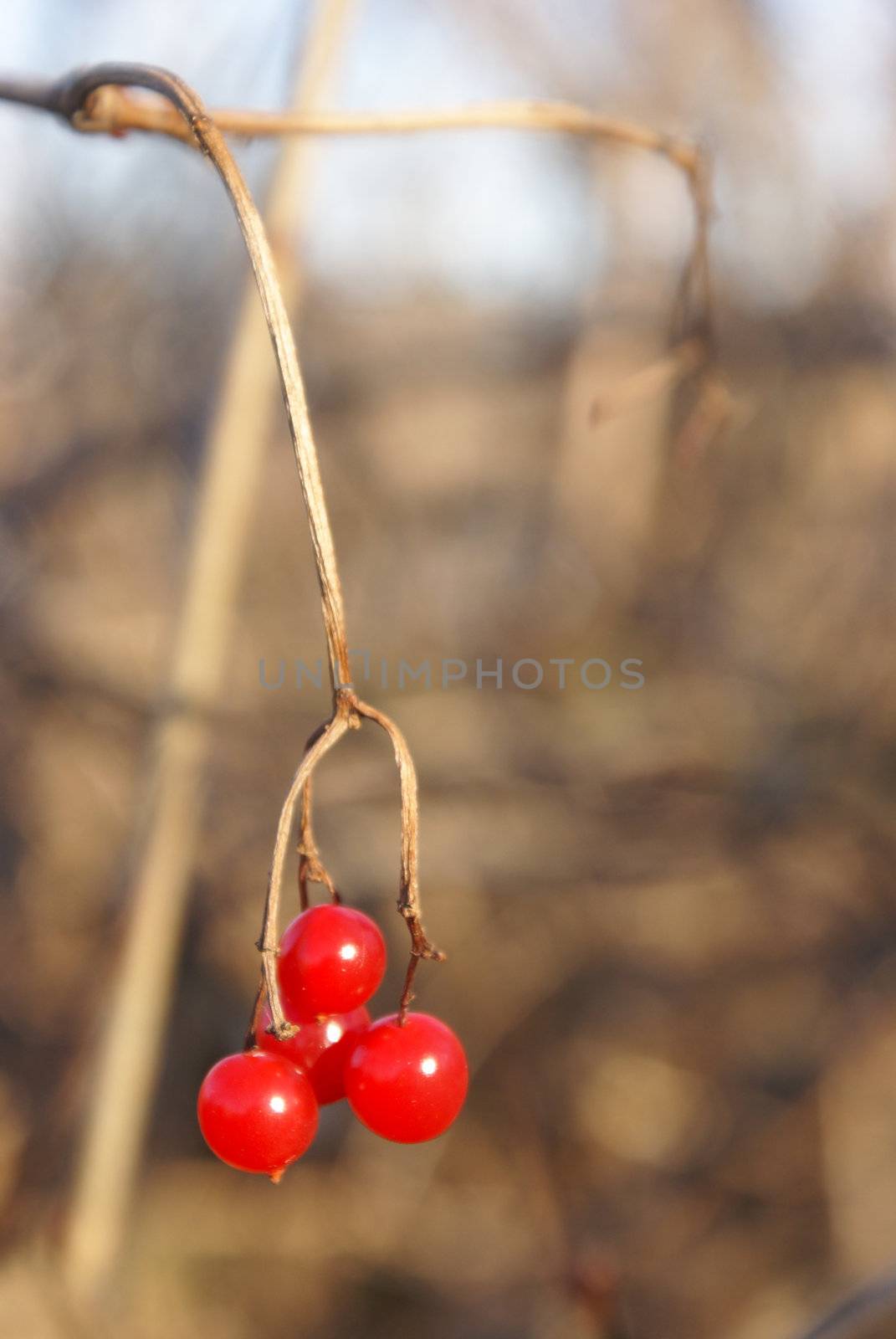 A nature shot of some wild red berries on a contrasting background.