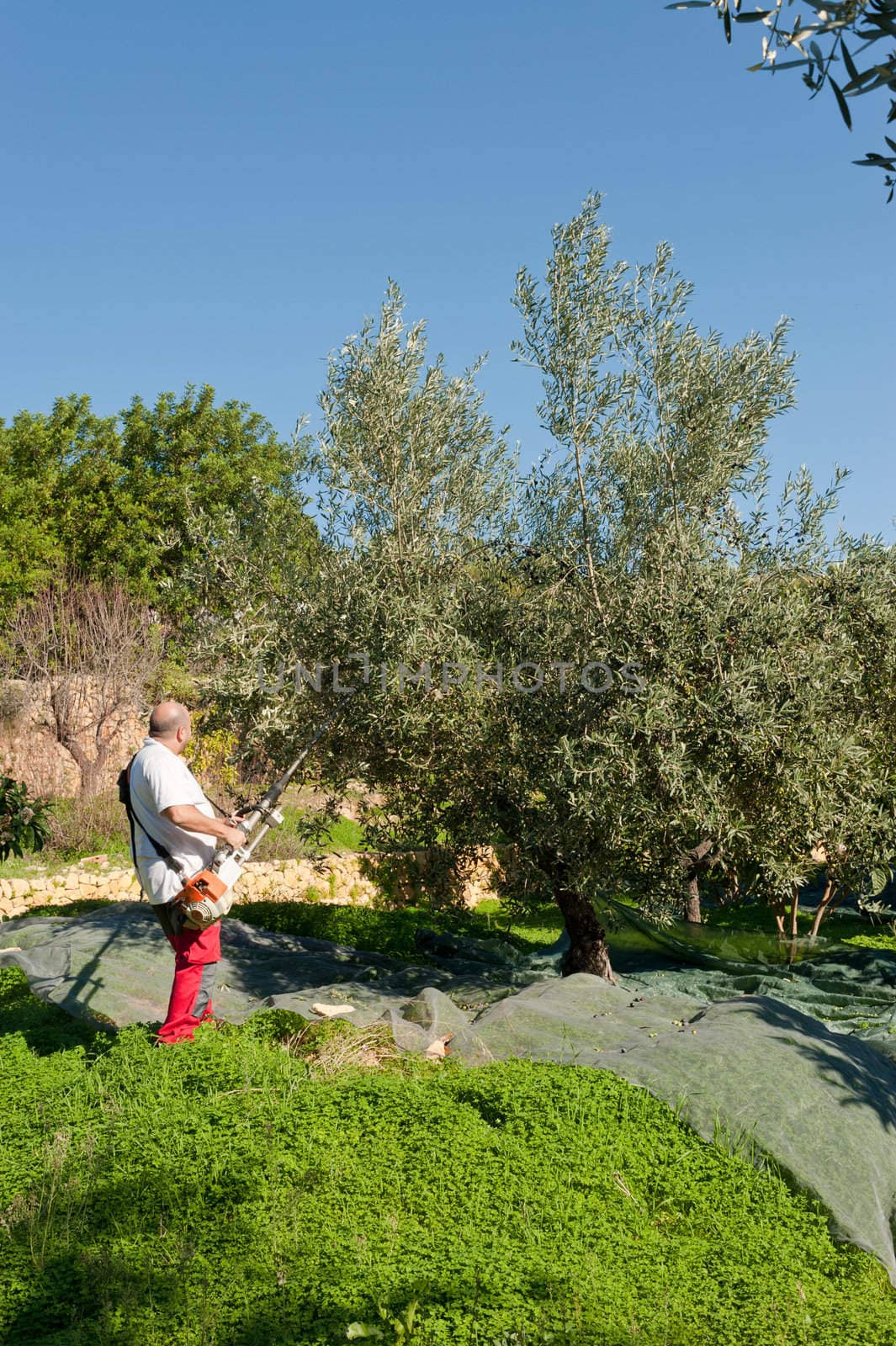 Agricultural worker at olive harvest, using a shaker tool