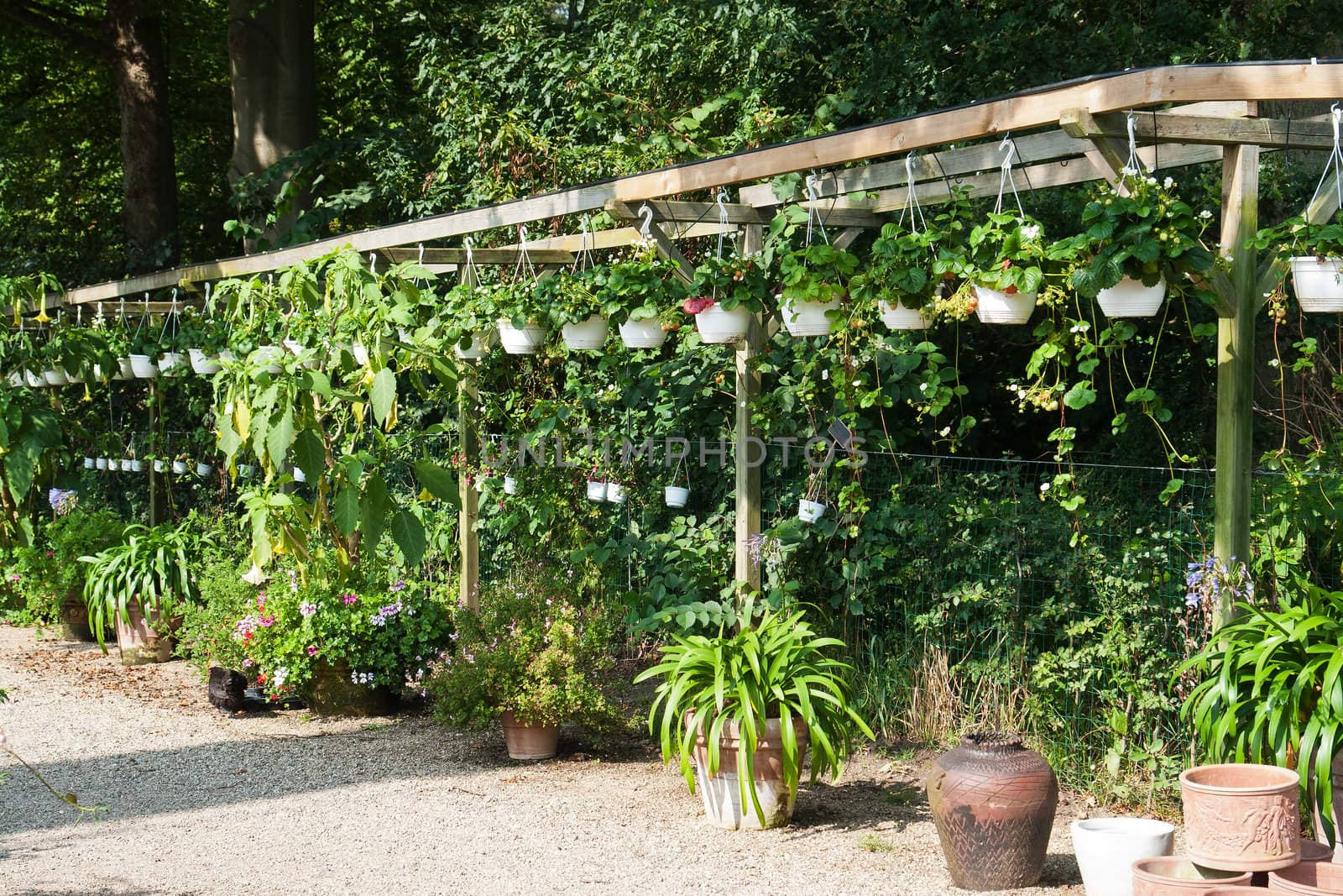 Row display of young fresh potted plants in a greenhouse nursery garden