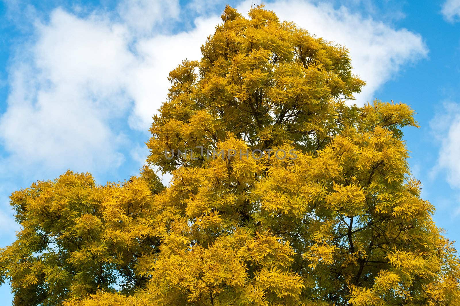 Beautiful yellow leaves autumn tree with blue sky background 