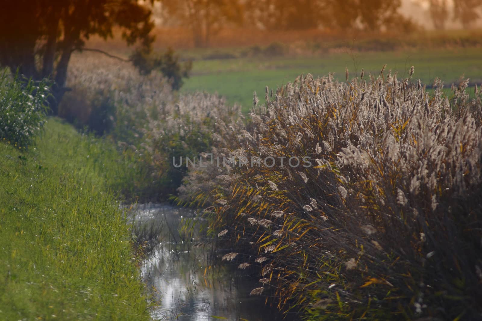 River, field, flower, grass, green, land, landscape, leaves, light, meadow, natural, nature, outdoor, plants, river, rural, season, autumn, spring, summer, sun, tree,