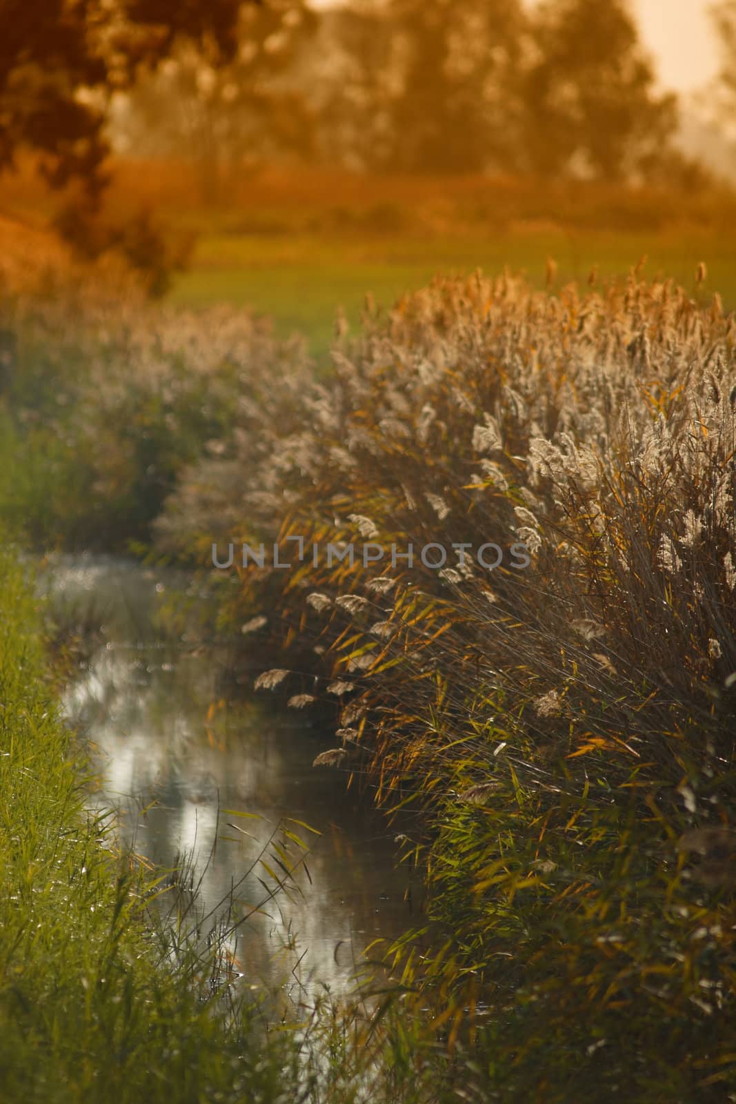 River, field, flower, grass, green, land, landscape, leaves, light, meadow, natural, nature, outdoor, plants, river, rural, season, autumn, spring, summer, sun, tree,