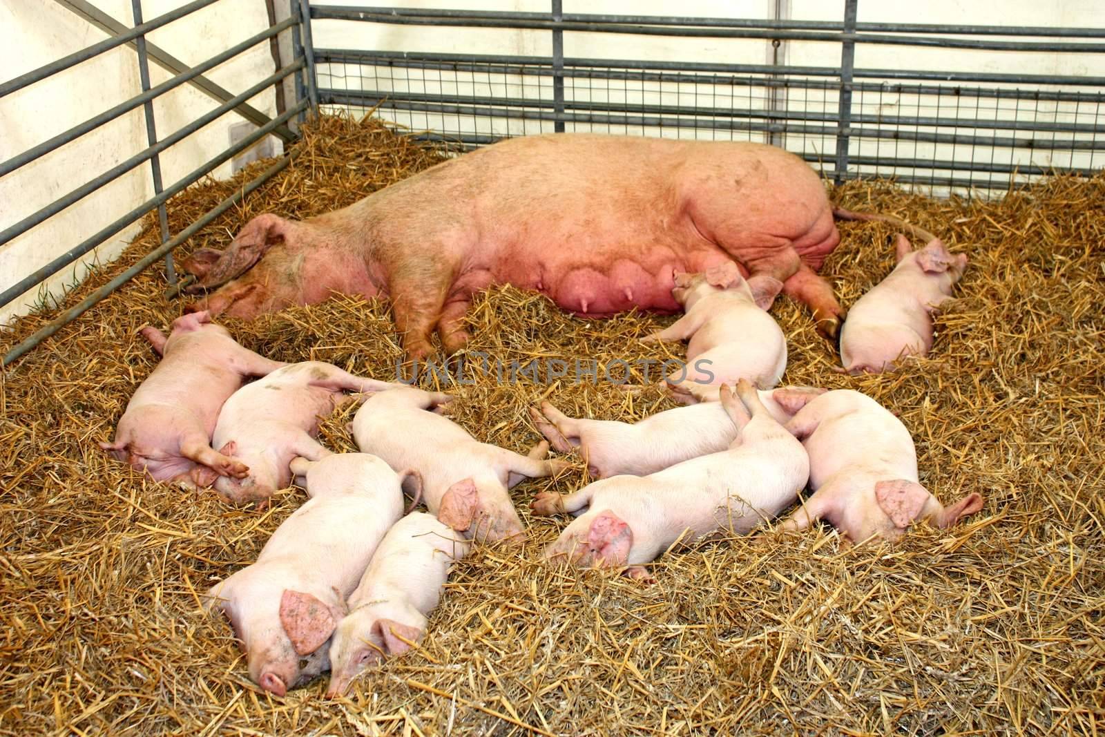 Pig and Piglets. by daseaford