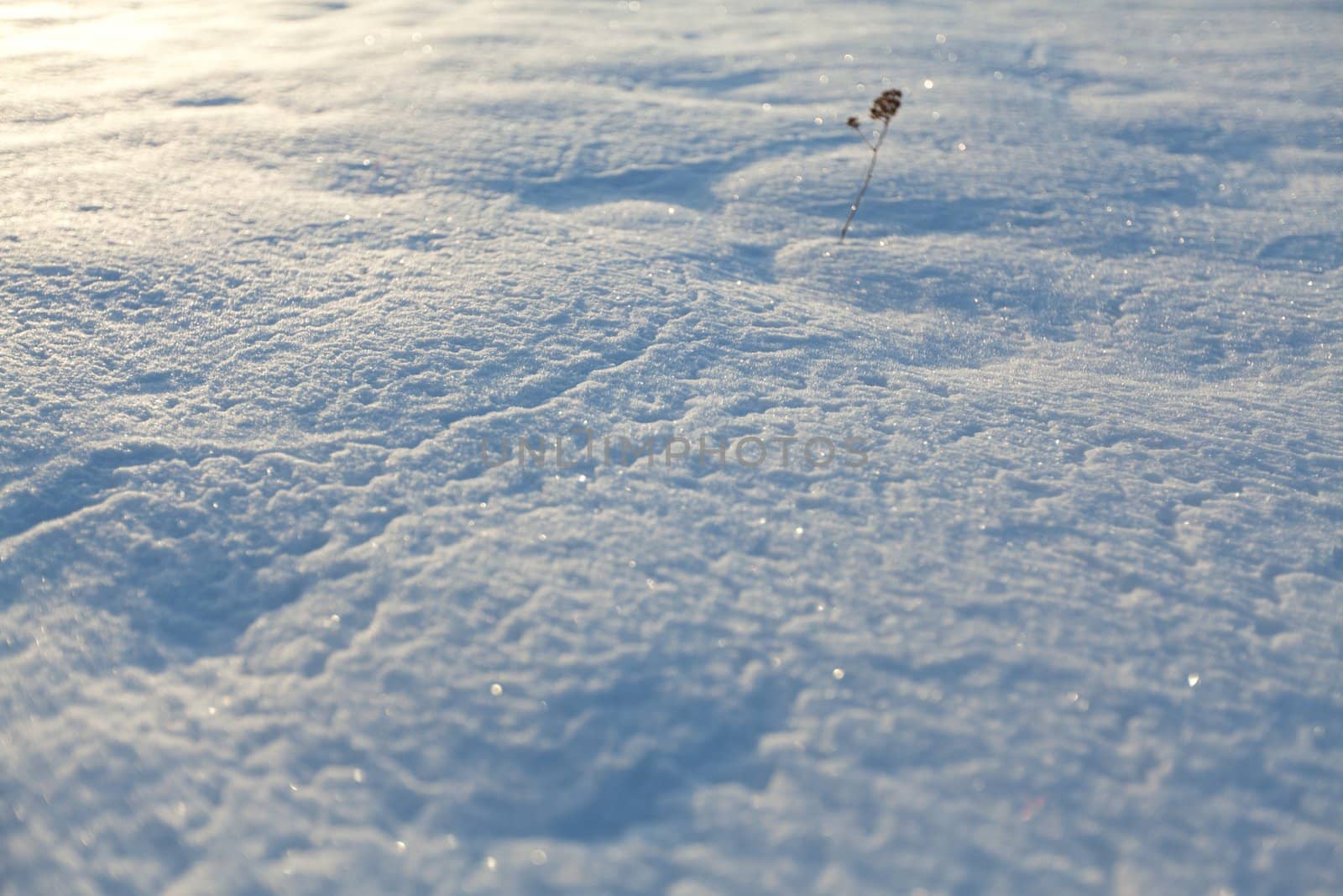 Image of snowbound field. Shoot with backlight