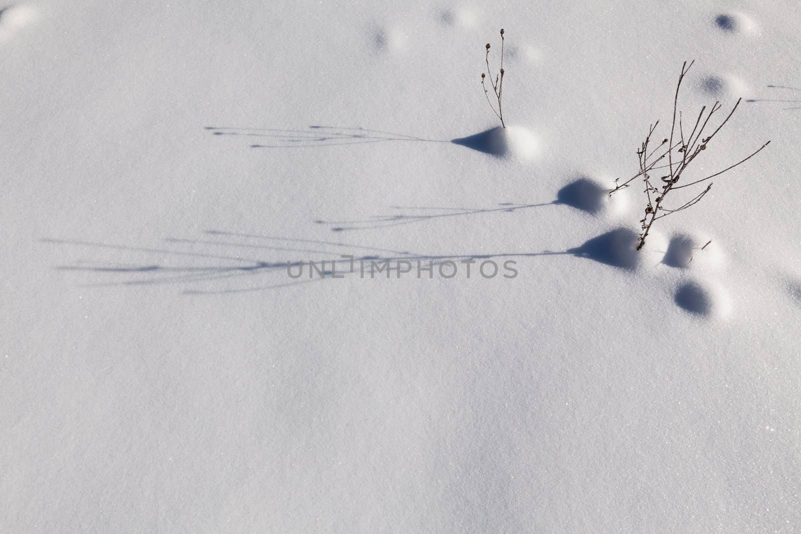 Image of snowbound field with plants casting shadows. Outdoor photo