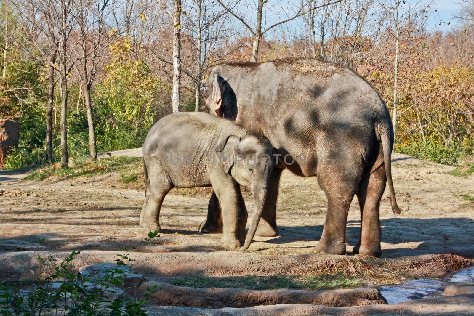 A mother and her baby elephant in a park