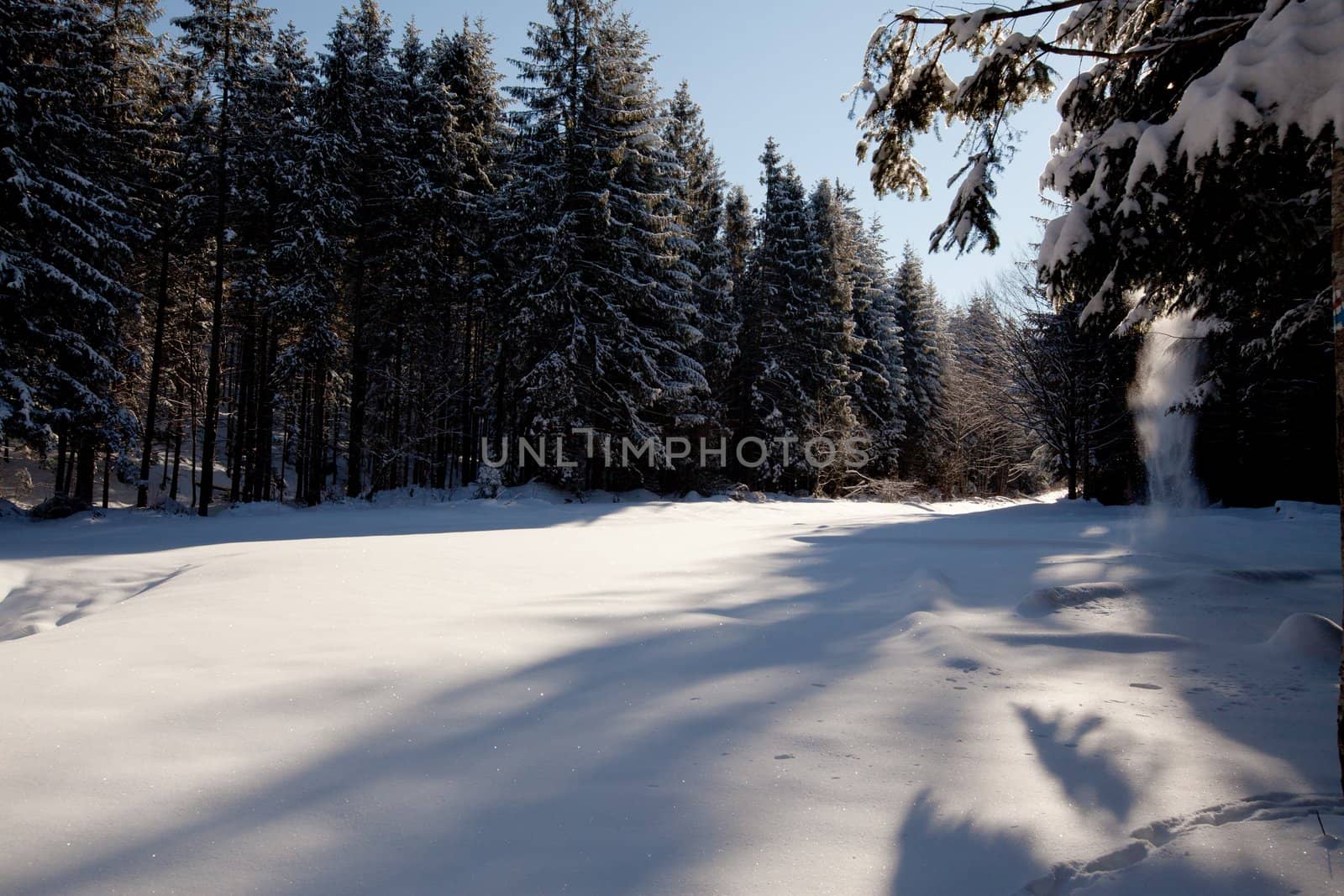 Wonderful image of winter forest and meadow with light and shadows