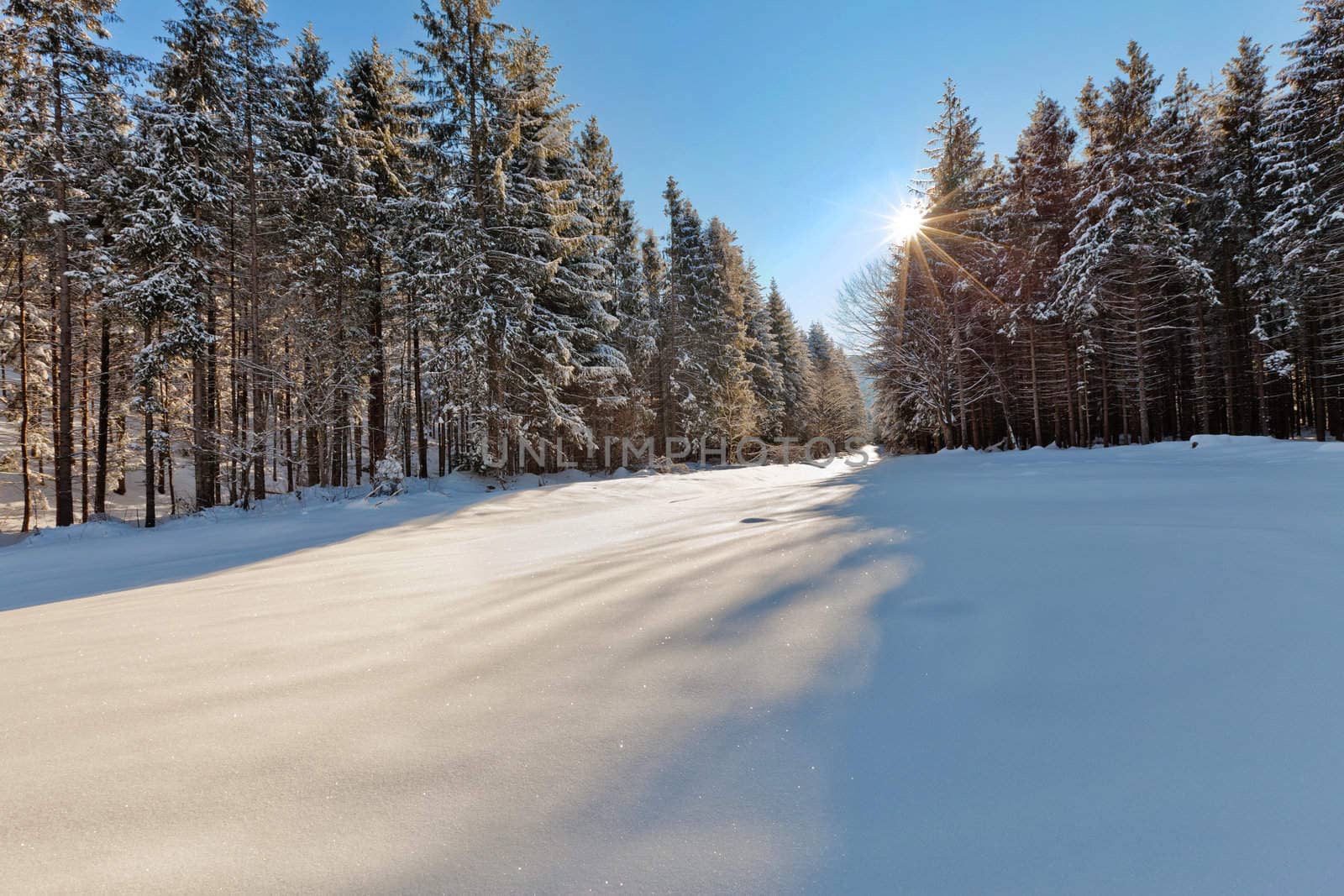Wonderful image of winter forest and meadow with light and shadows