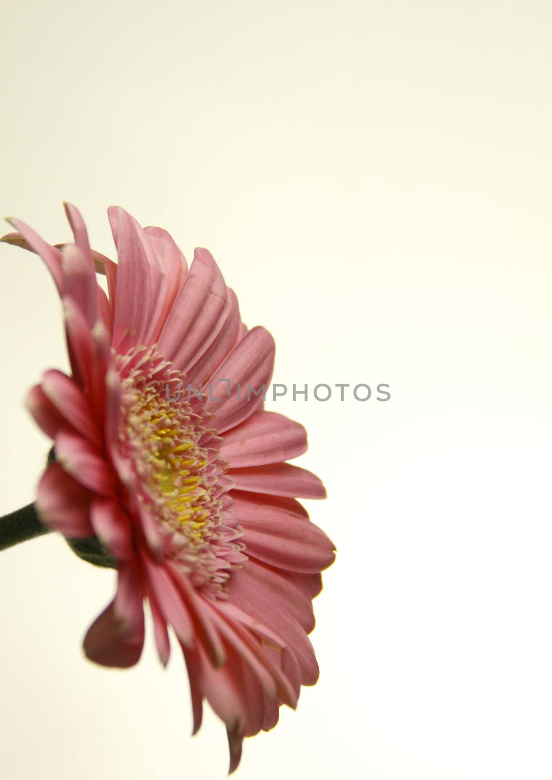 this delicate pink zinnia over a light background