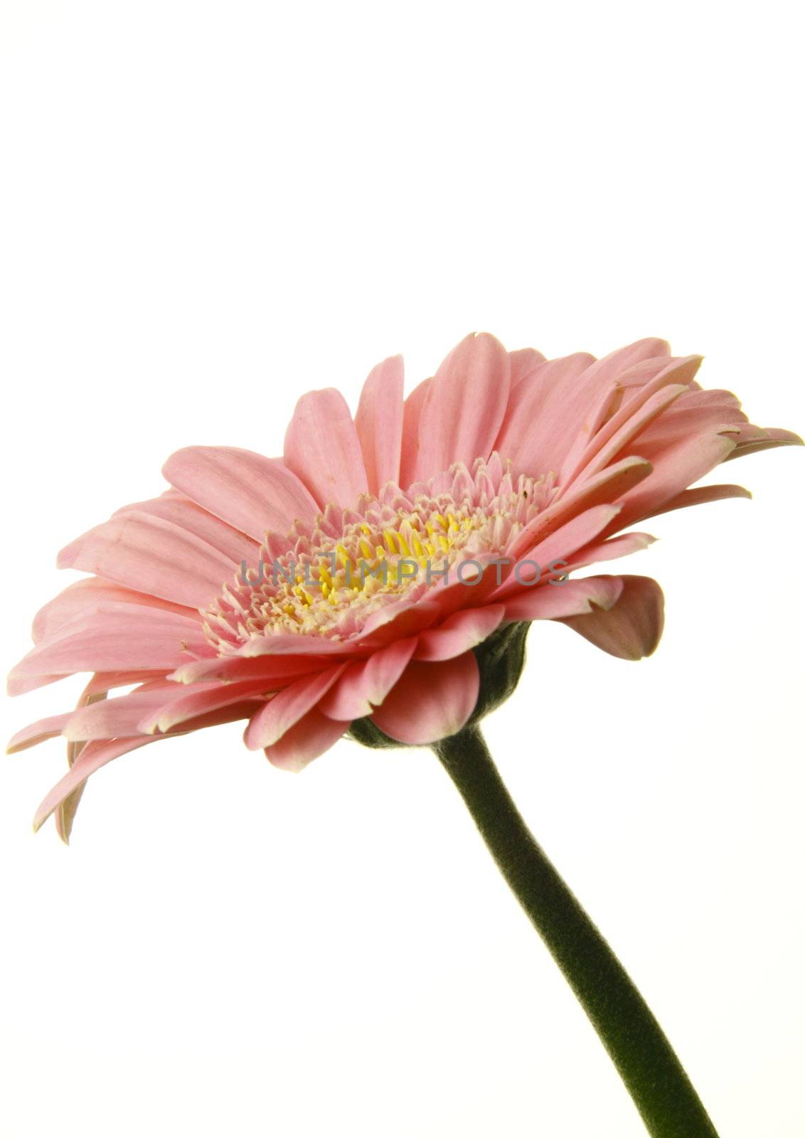 this delicate pink zinnia is isolated over a white background