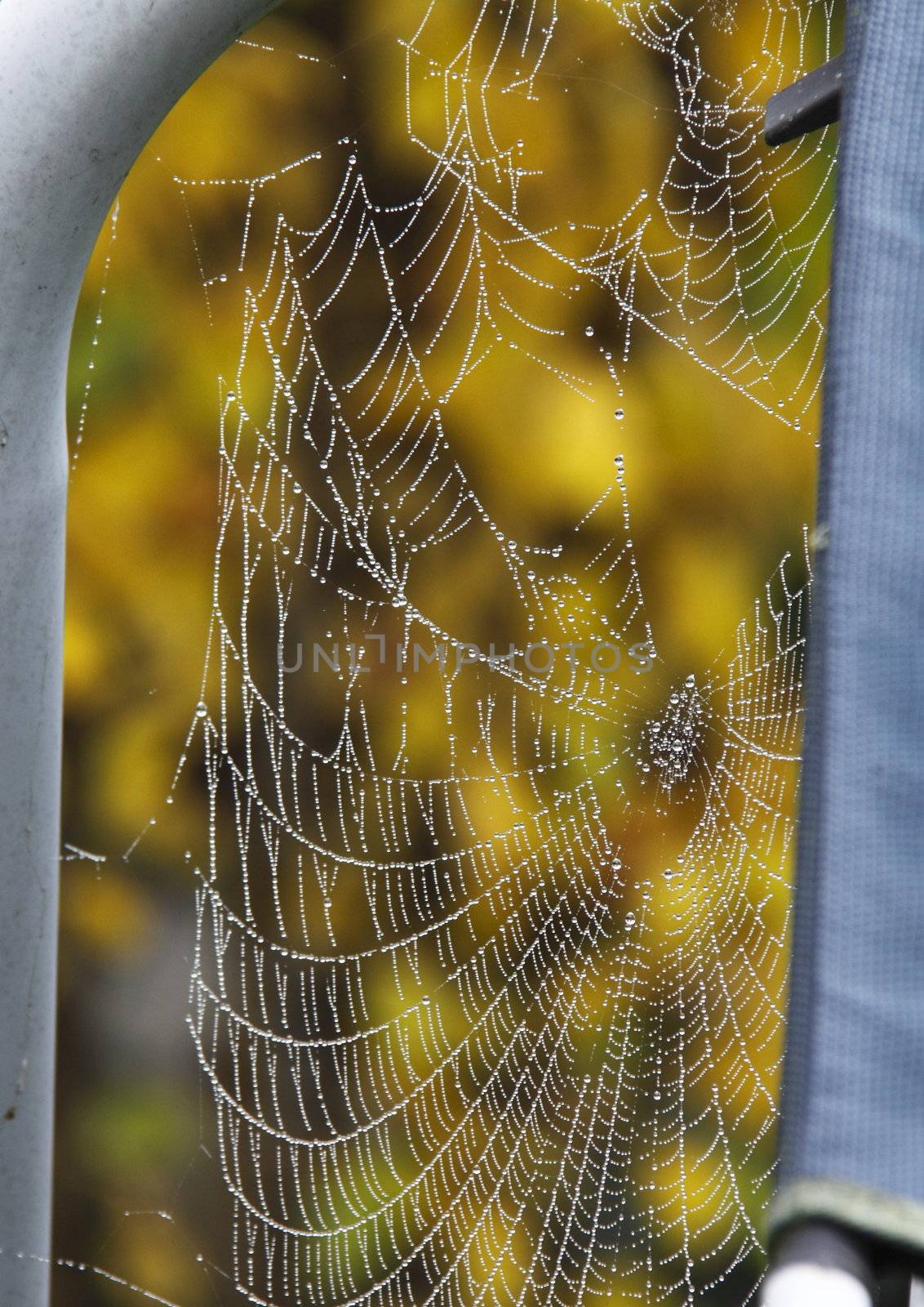 cobweb covered in dew drops from a misty morning