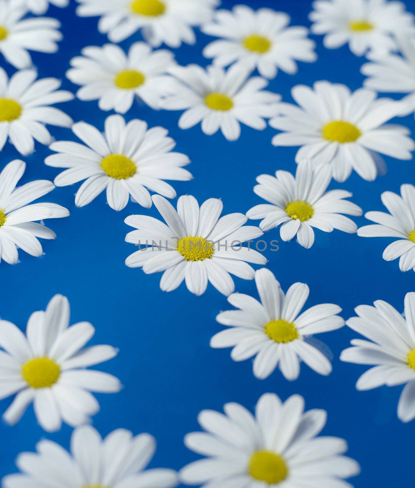 Group of Oxeye Daisy on blue background