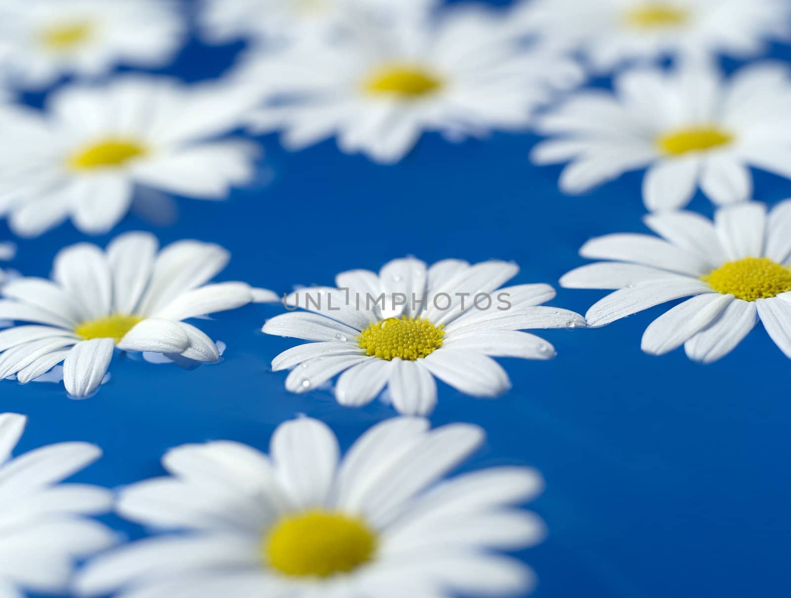 Group of Oxeye Daisy on blue background