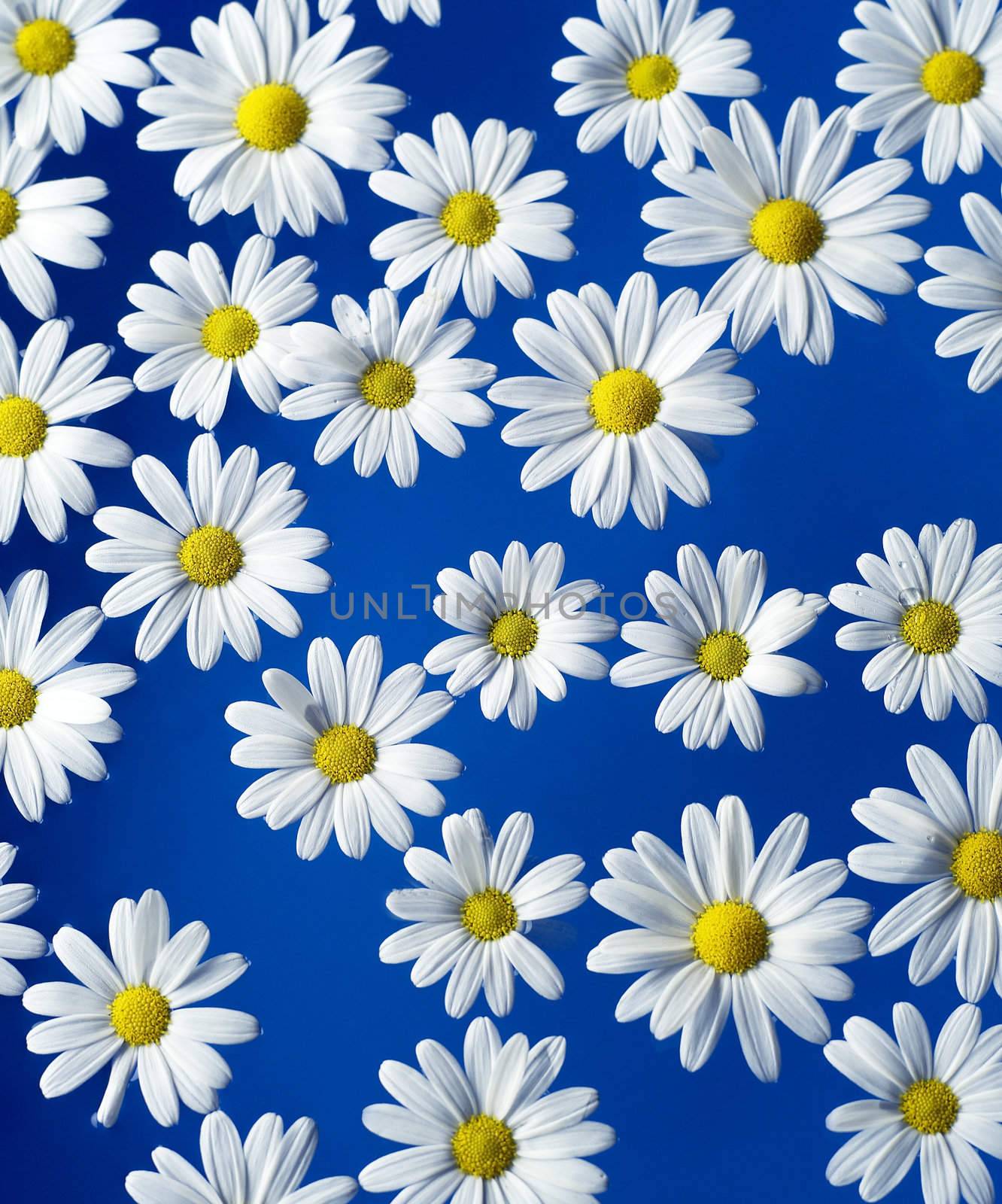 Oxeye Daisy by gemenacom