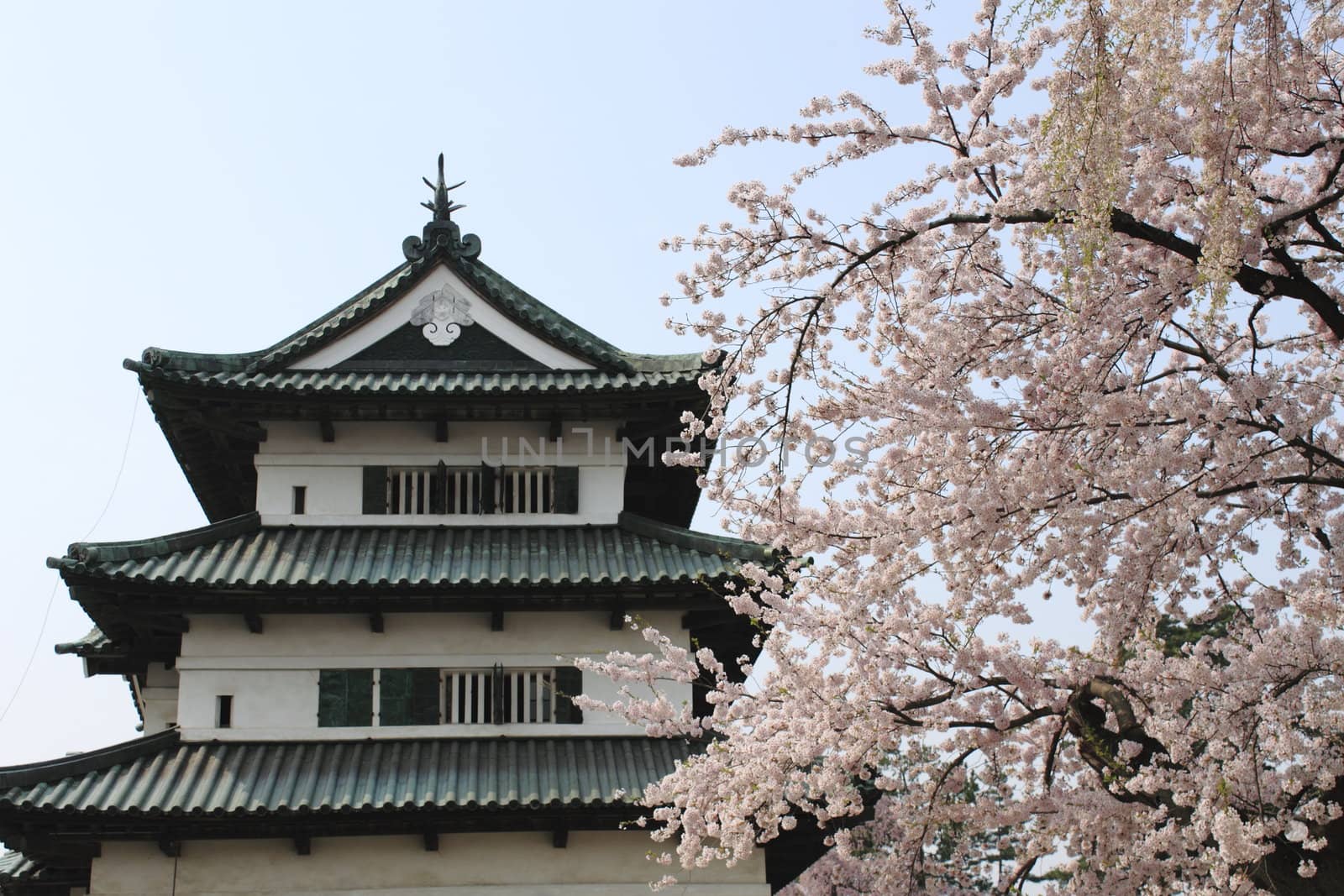 cherry blossoms and Japanese castle  in  hirosaki.aomori