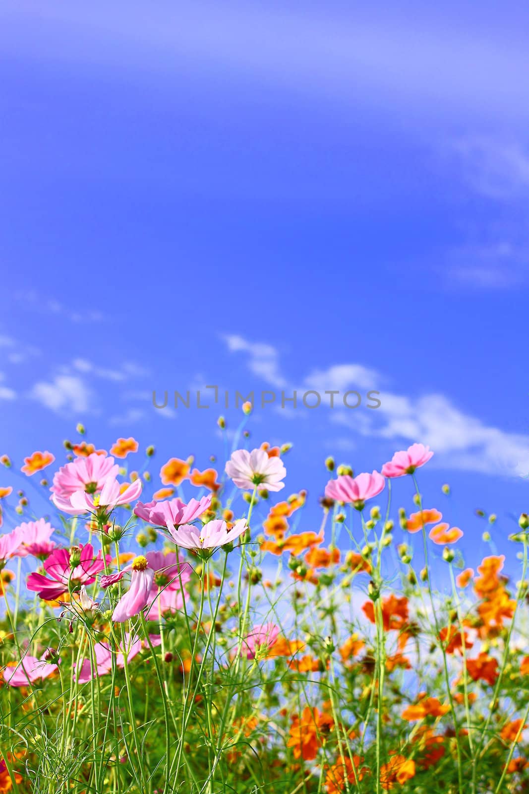 Cosmos Flowers  against blue sky