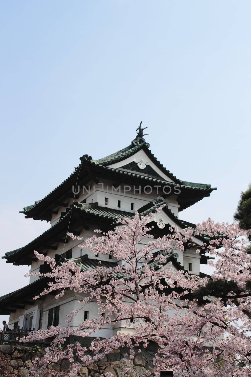 cherry blossoms and Japanese castle  in  hirosaki.aomori