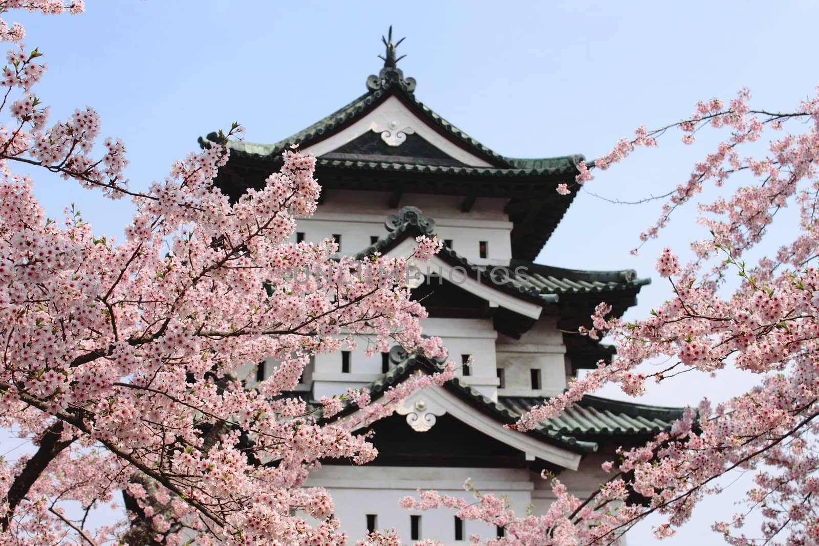 cherry blossoms and Japanese castle  in  hirosaki.aomori