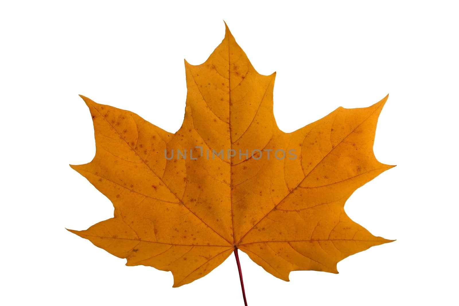 Autumn season multi color maple leaves background