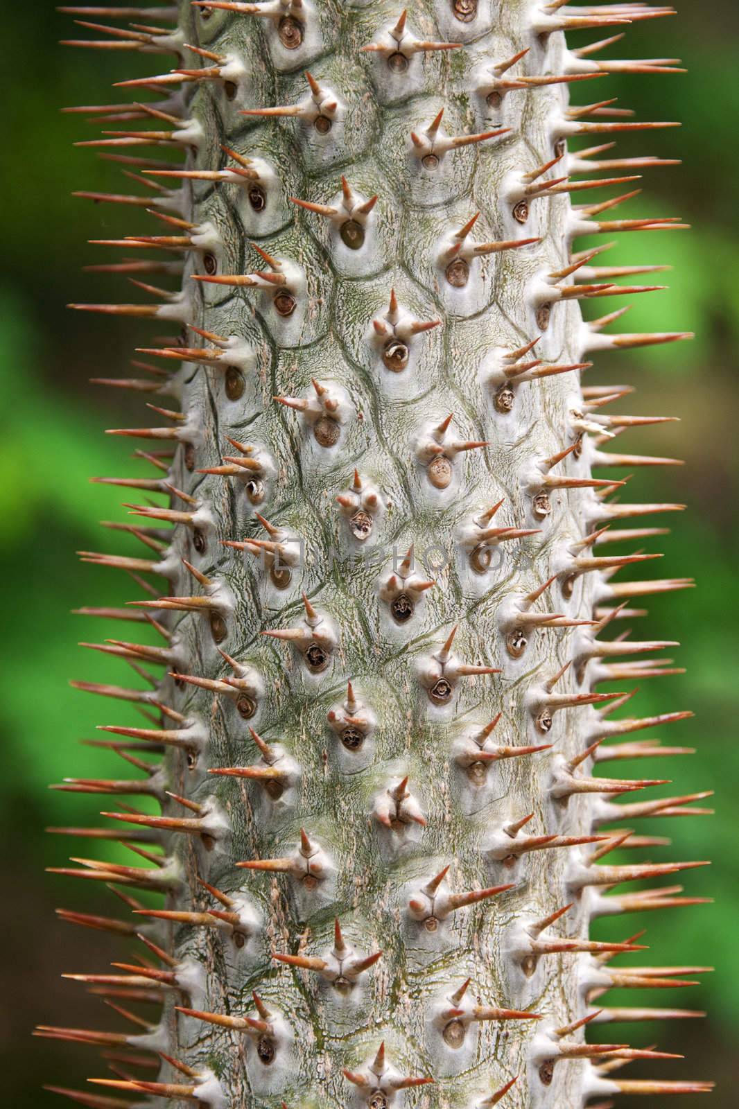 Stem tropical tree with needle on background verdure