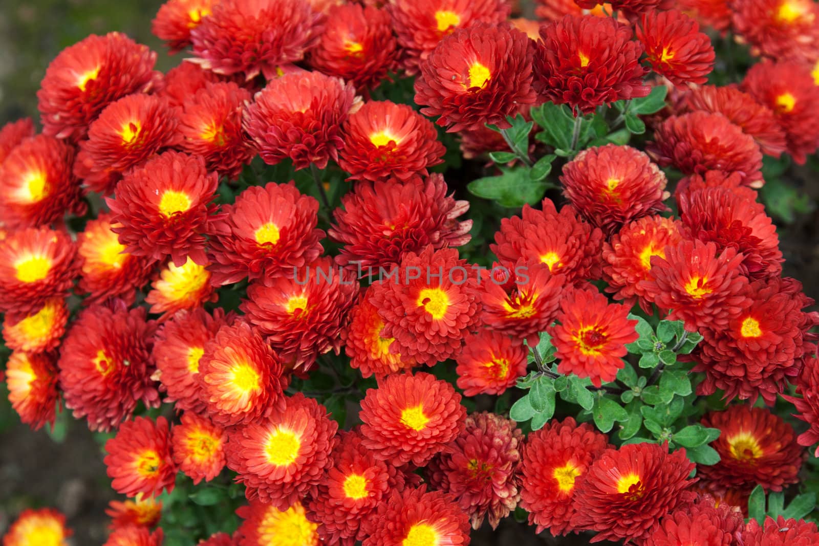 Background from red flower with yellow medium and green sheet